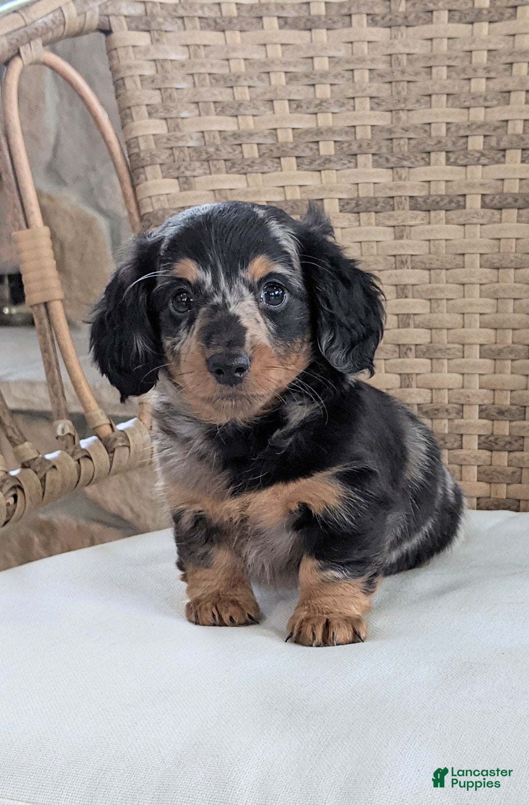 Miniature Dachshund dogs for sale: Freddie  - Ad 9