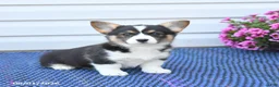 Welsh Corgi Pembroke dogs for sale: Diamond - Ad 4