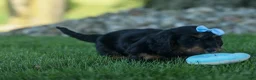 Miniature Dachshund dogs for sale: Harley  🦴🐶 - Ad 12