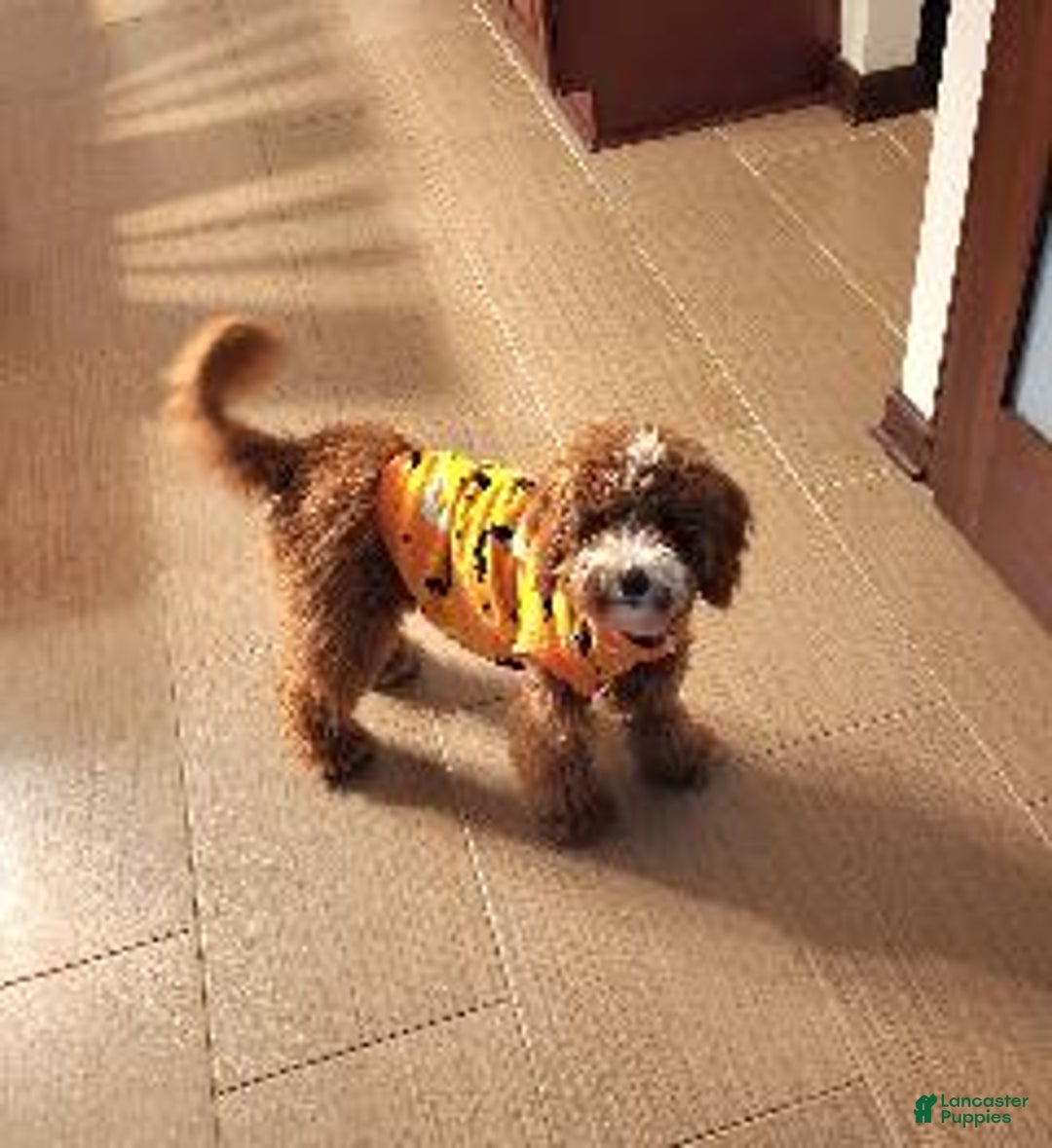 Gallery Image {{count}}