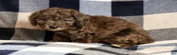 Miniature Poodle dogs for sale: Maggie - Ad 9