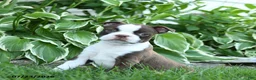 Boston Terrier dogs for sale: Vivoldi - Ad 5