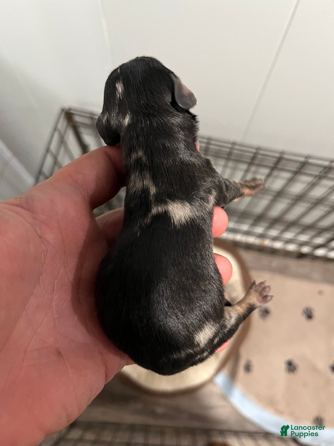 Miniature Dachshund dogs for sale: Miniature Dachshund Puppy 1 - Ad 1
