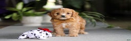 Cavapoo dogs for sale: Jasper - Ad 1