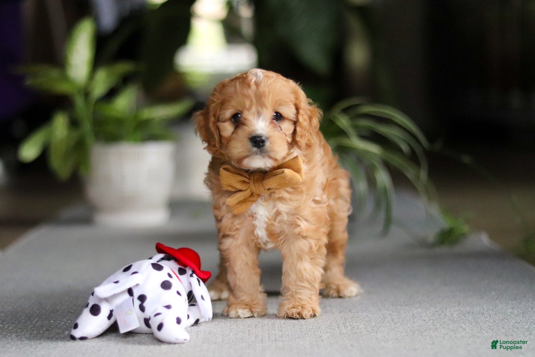 Cavapoo dogs for sale: Jasper - Ad 1