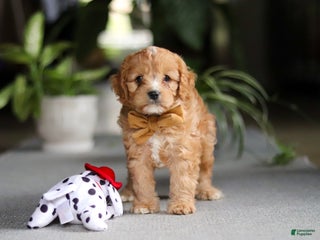 Cavapoo dogs Jasper - Ad 31