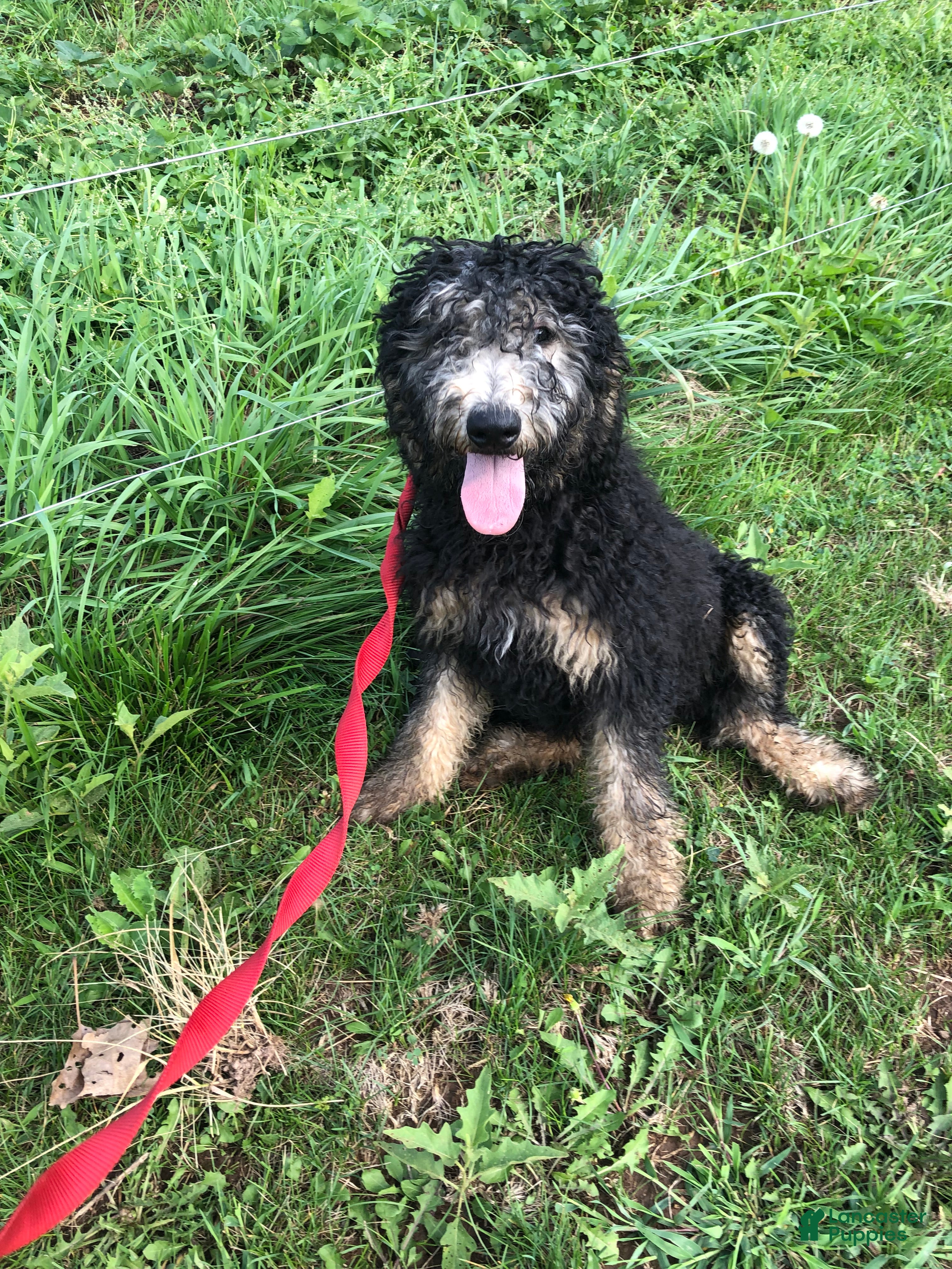 Goldendoodle dogs Midnight - Ad 2