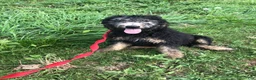 Goldendoodle dogs for sale: Midnight - Ad 2