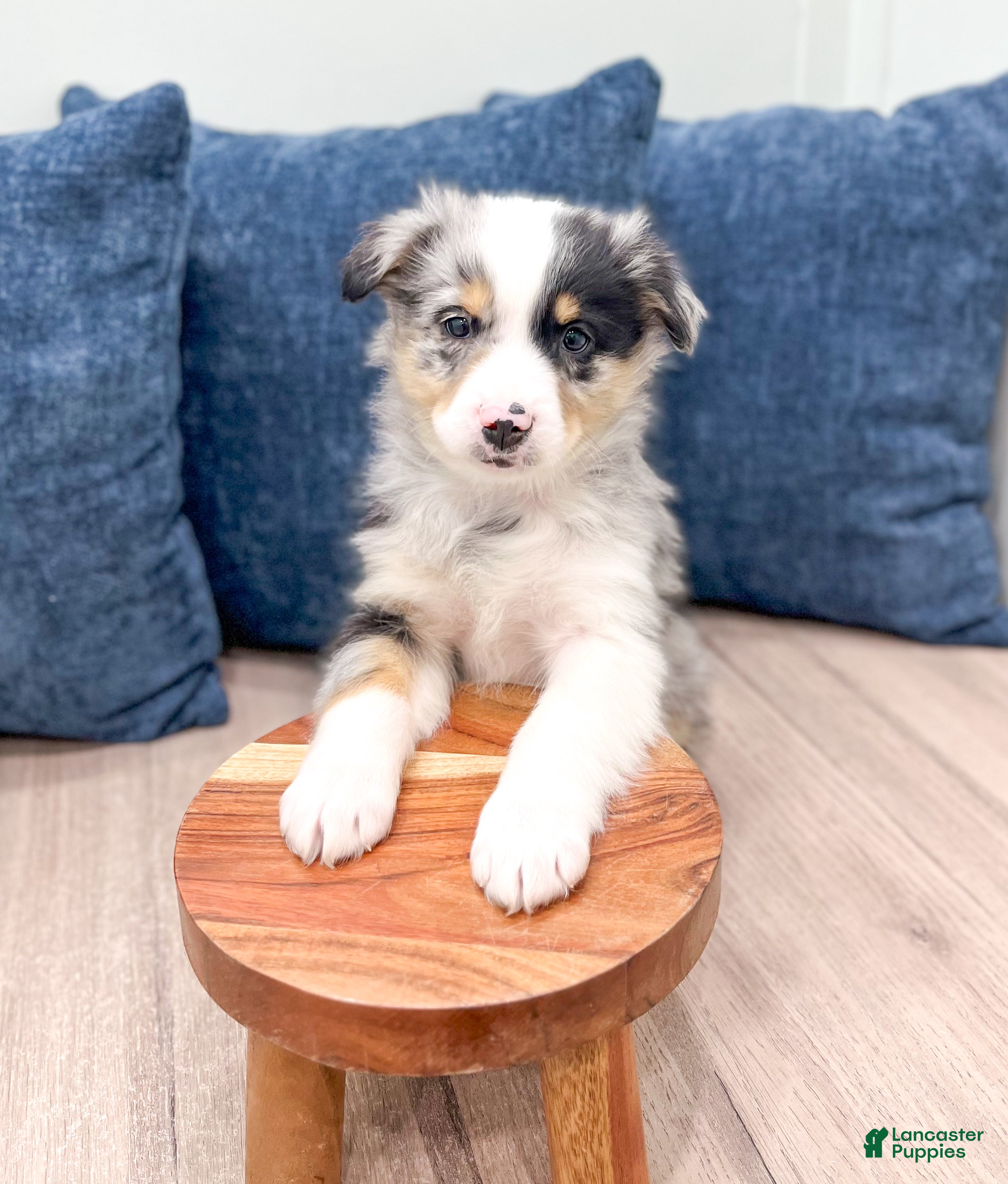 Miniature Australian Shepherd dogs Bo - Ad 3