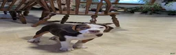 Beabull dogs for sale: Max - Ad 7