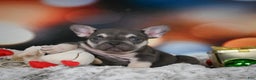 French Bulldog dogs for sale: Cameron - Ad 1