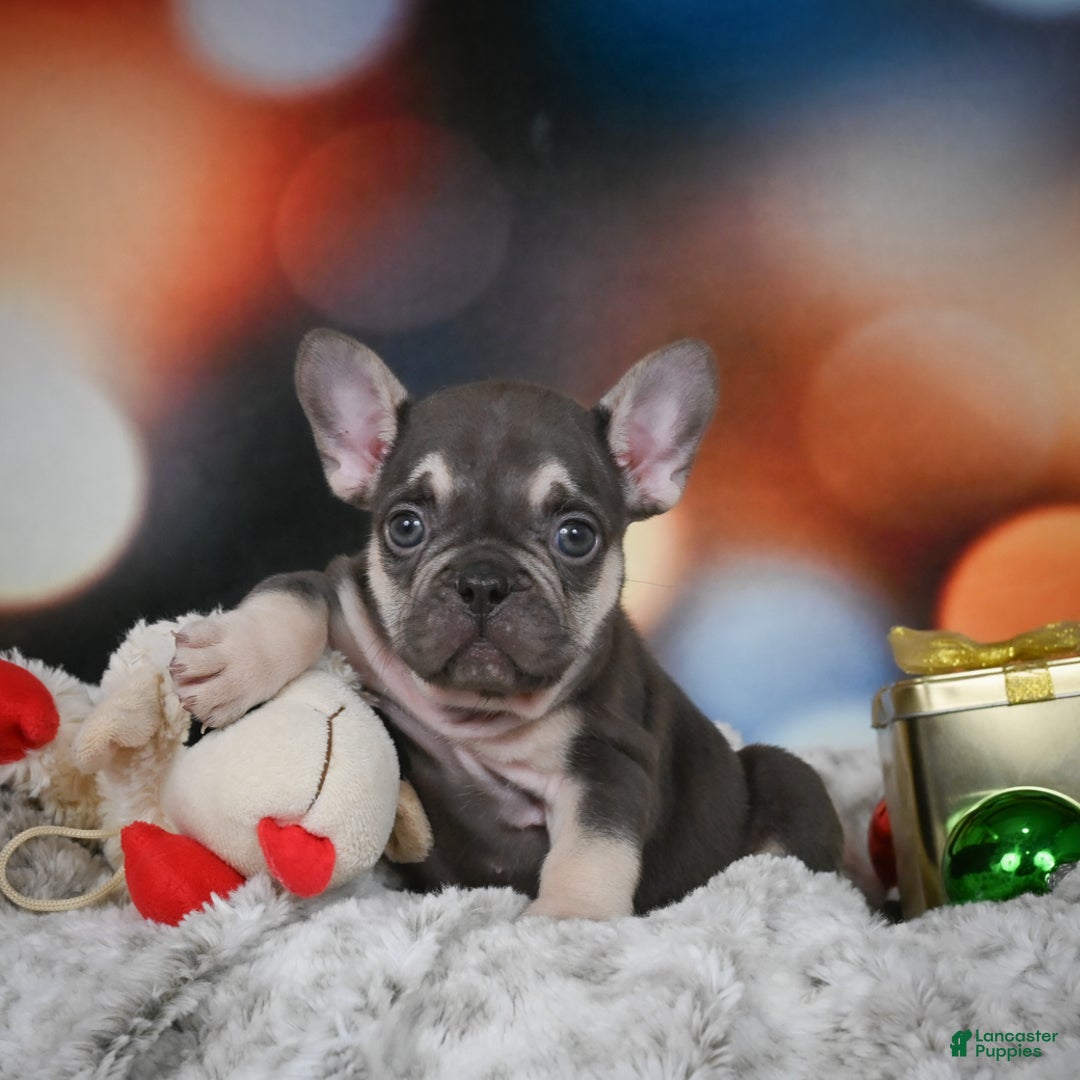 French Bulldog dogs for sale: Cameron - Ad 1