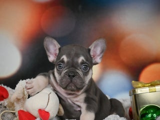 French Bulldog dogs for sale: Cameron - Ad 1