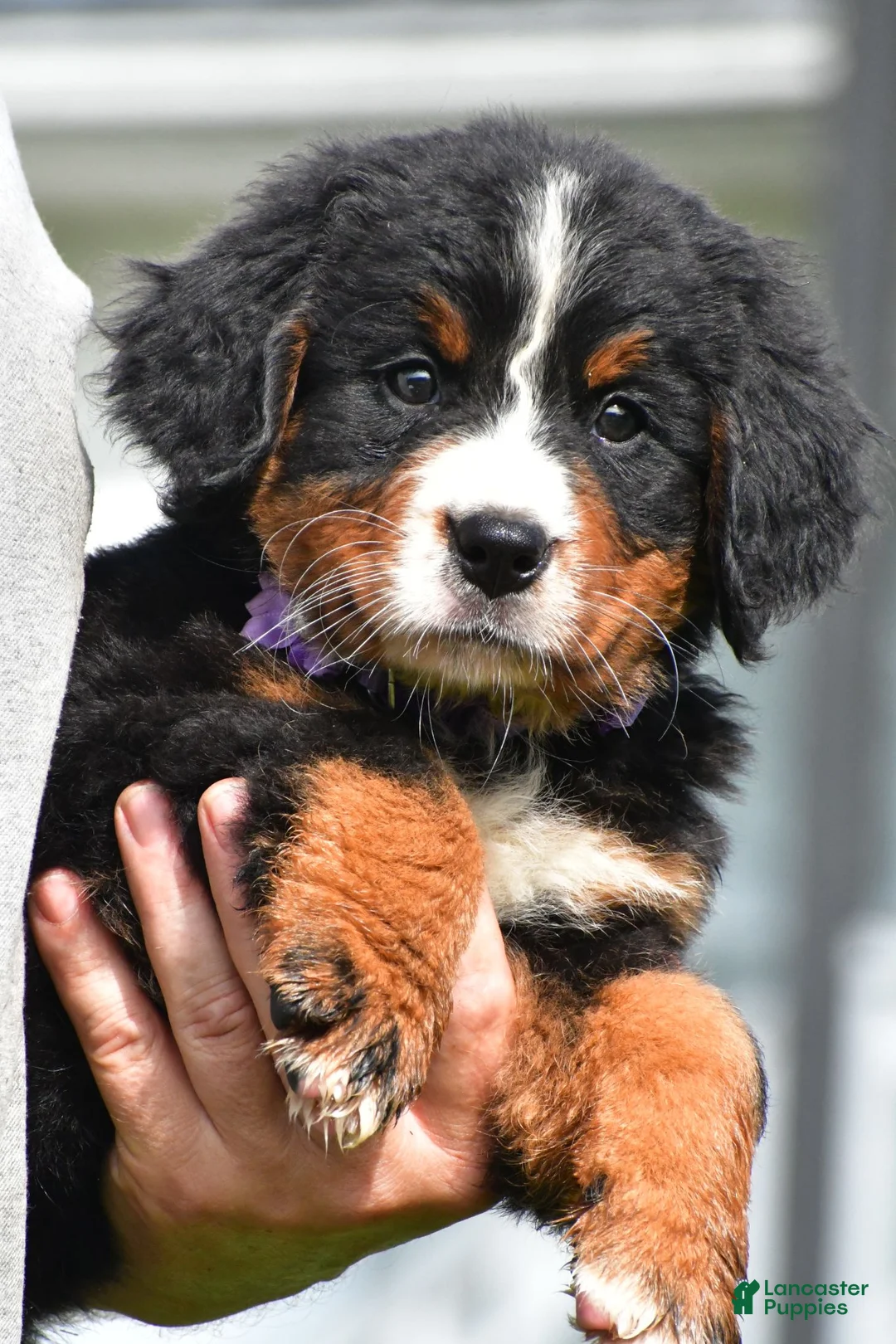 Bernese Mountain Dog dogs for sale: Nora - Ad 2
