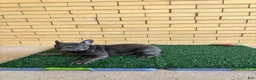 French Bulldog dogs for sale: Dash - Ad 4