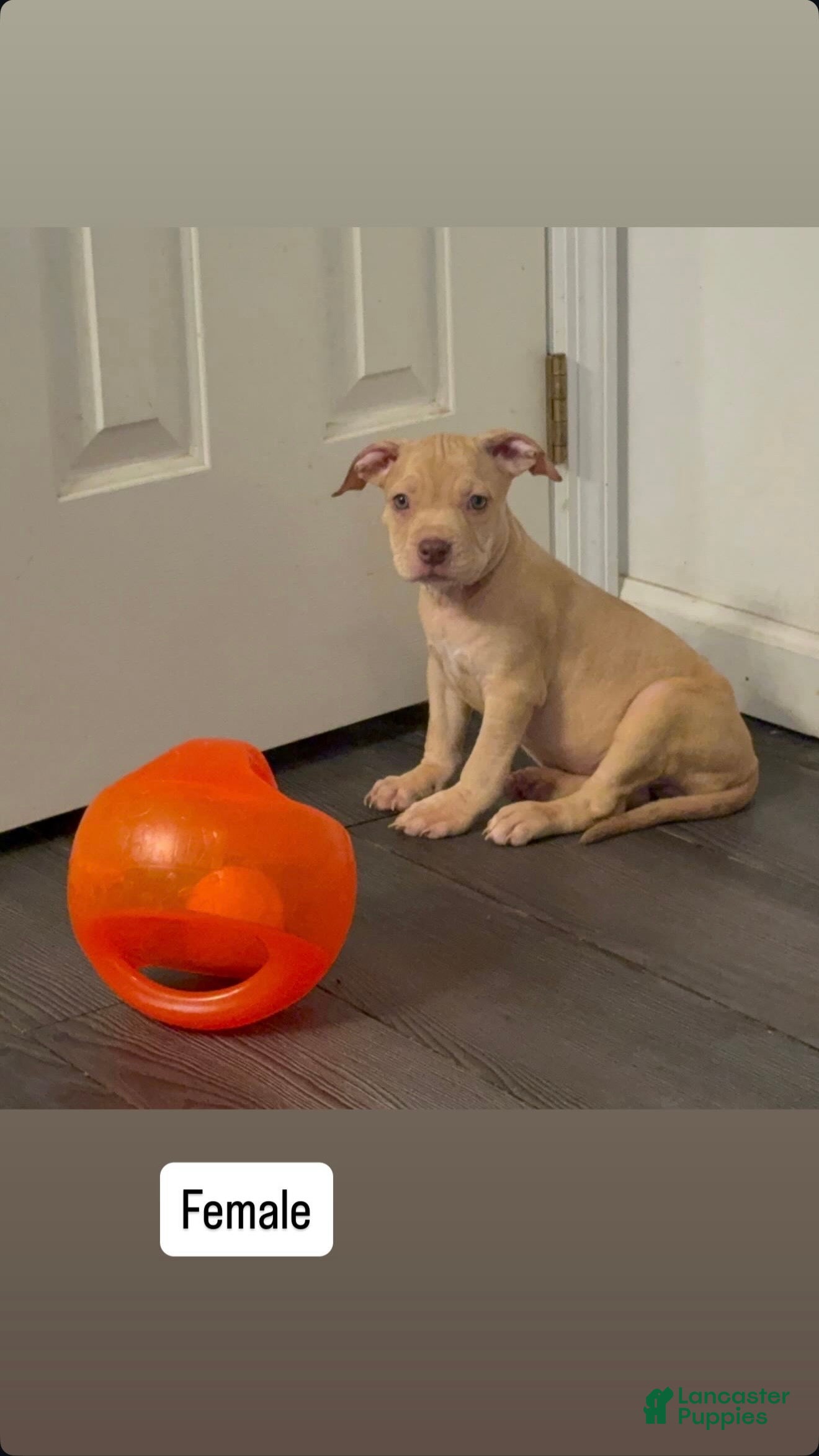 American Pit Bull Terrier dogs American Pit Bull Terrier 6 - Ad 23