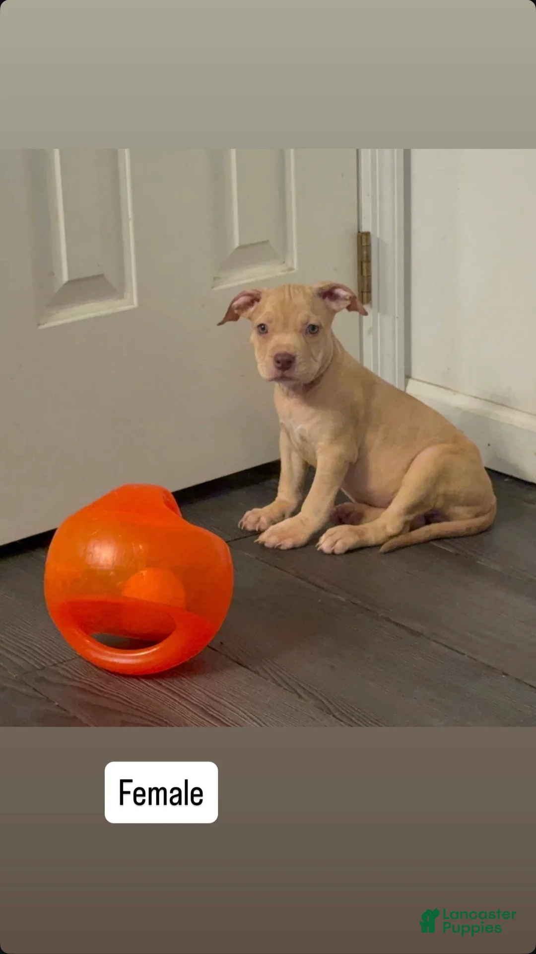 American Pit Bull Terrier dogs for sale: American Pit Bull Terrier 6 - Ad 1