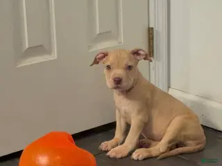 American Pit Bull Terrier dogs American Pit Bull Terrier 6 - Ad 12
