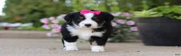 Miniature Australian Shepherd dogs for sale: Eliza - Ad 8