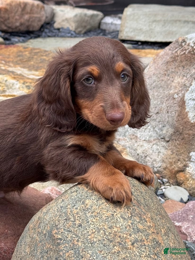 Miniature Dachshund dogs Miniature Dachshund Puppy 1 - Ad 25