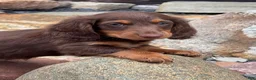 Miniature Dachshund dogs for sale: Miniature Dachshund Puppy 1 - Ad 1