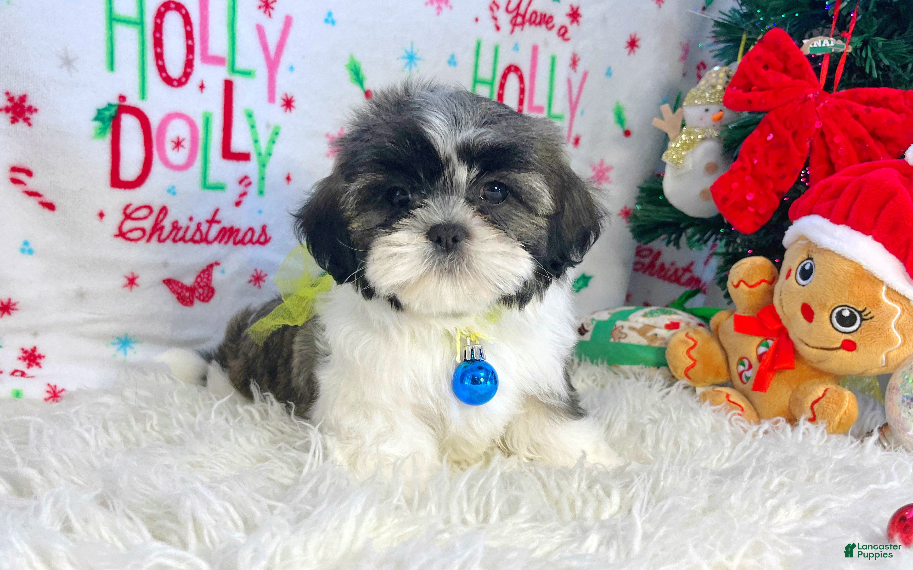 Shih Tzu dogs Elf - Ad 10