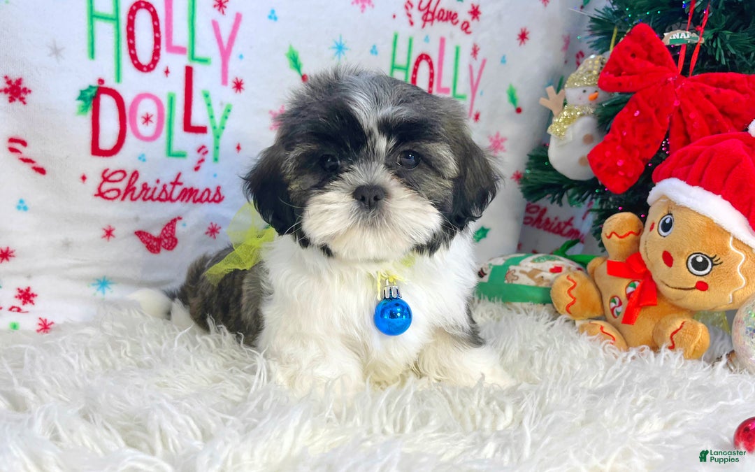 Shih Tzu dogs for sale: Elf - Ad 1
