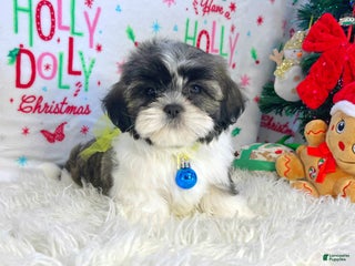 Shih Tzu dogs Elf - Ad 4