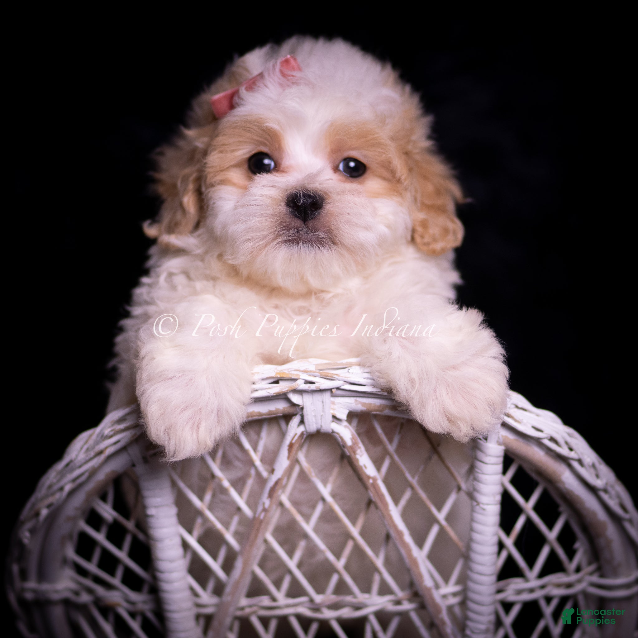 Maltipoo dogs Cammie - Ad 18
