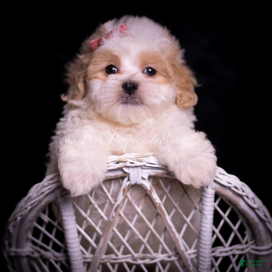 Maltipoo dogs for sale: Cammie - Ad 1