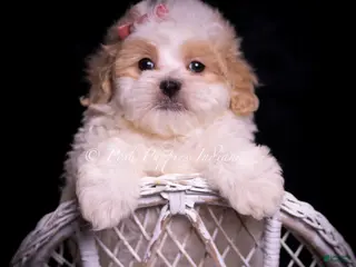 Maltipoo dogs Cammie - Ad 18