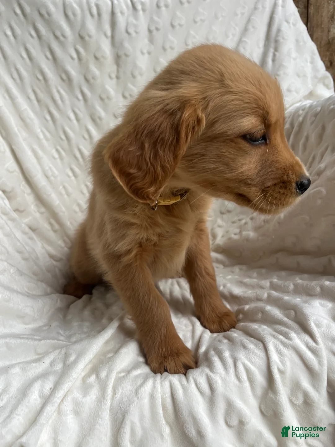 Golden Retriever dogs for sale: Golden Retriever Puppy 4 - Ad 2