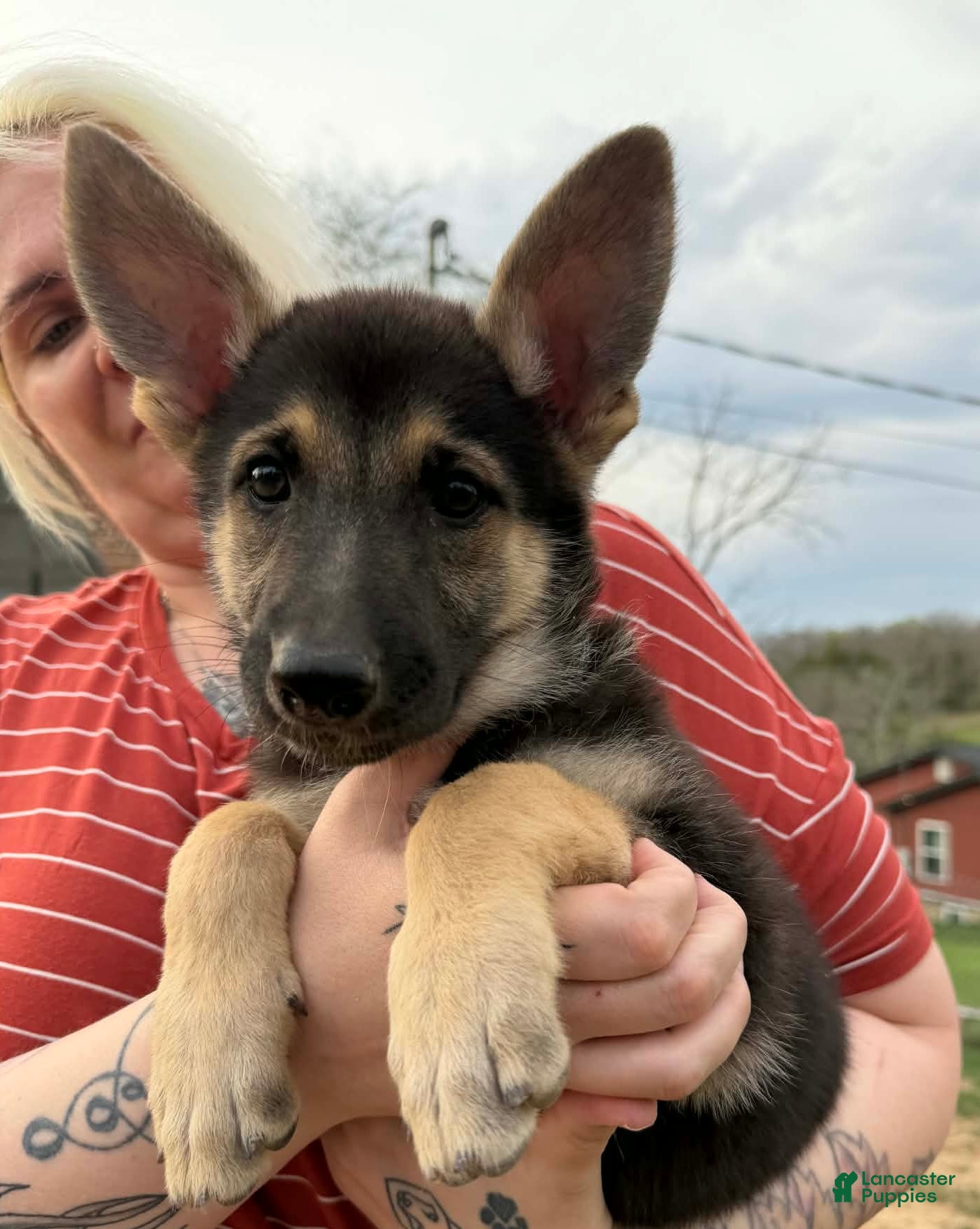 German Shepherd dogs German Shepherd Puppy - Ad 15