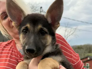 German Shepherd dogs German Shepherd Puppy - Ad 15