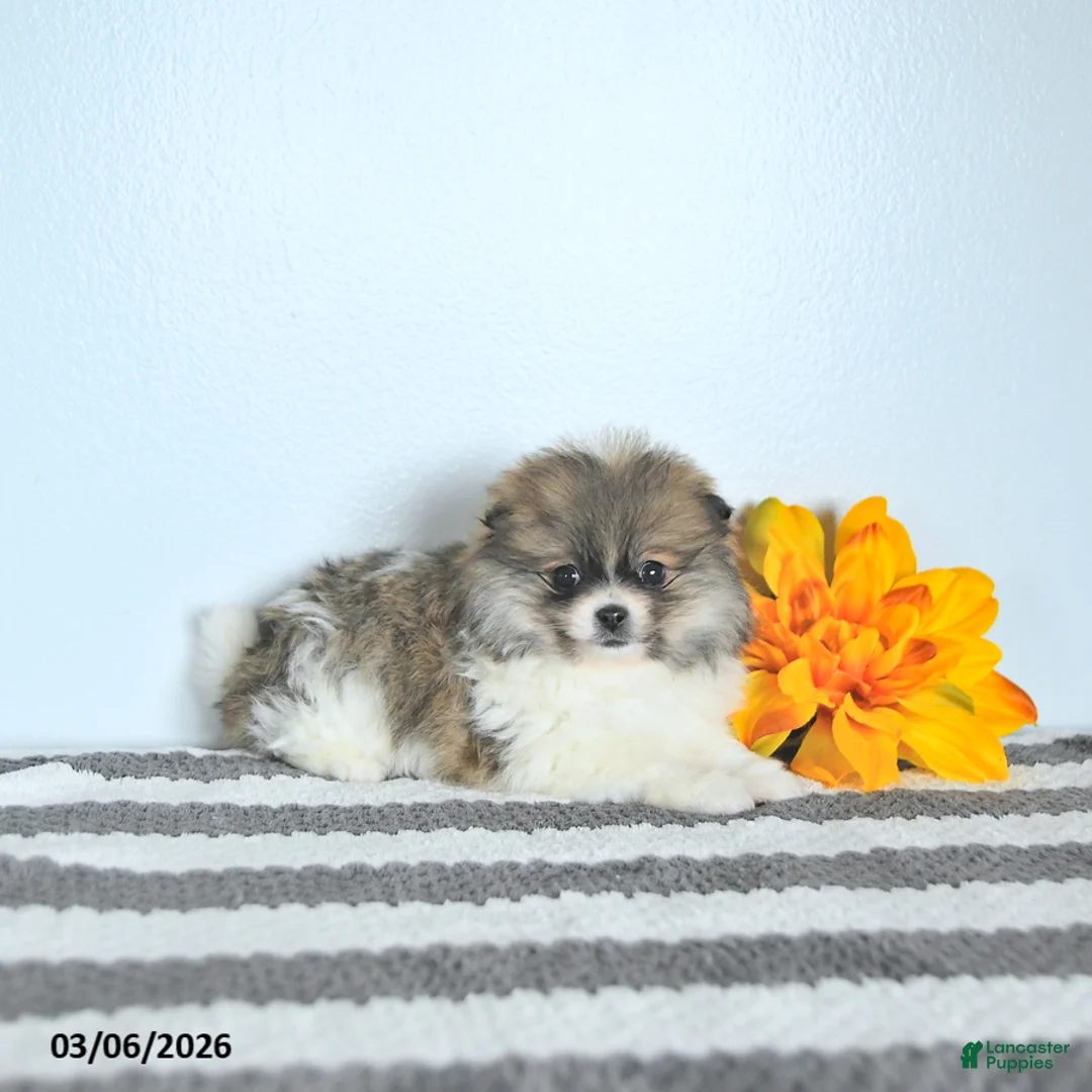 Pomeranian dogs for sale: Bailey EXTRA SMALL - Ad 3