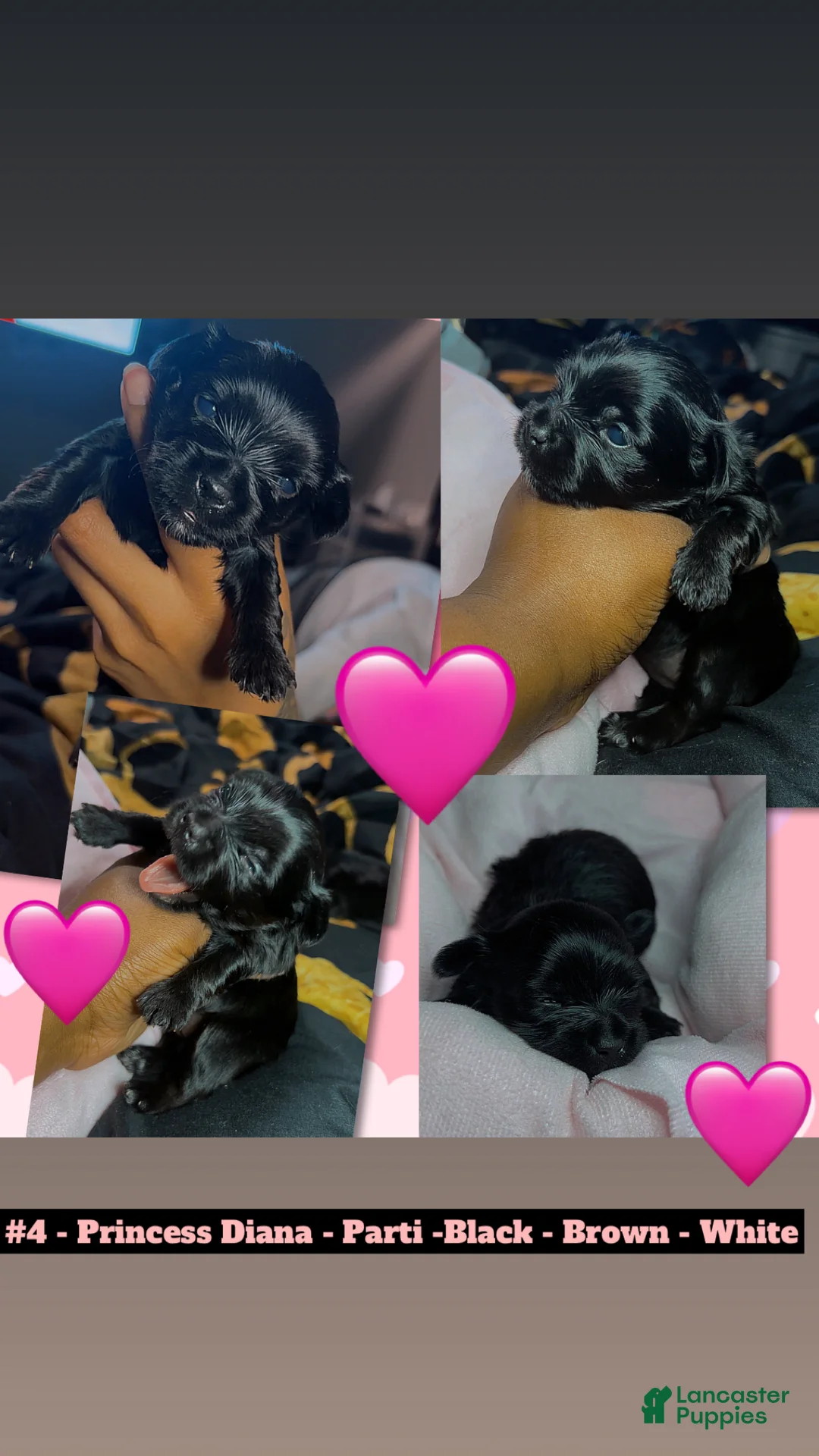 Yorkshire Terrier dogs for sale: Princess Diana - Ad 1