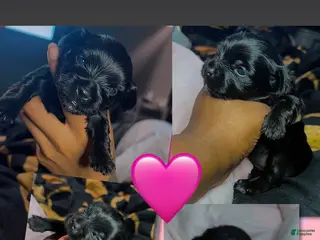 Yorkshire Terrier dogs Princess Diana - Ad 3