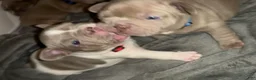 French Bulldog dogs for sale: Aubrey-Micheal  - Ad 12