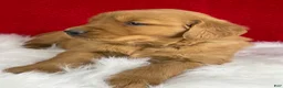 Golden Retriever dogs for sale: Lily - Ad 5