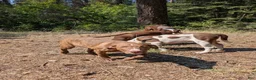 Mixed Breed dogs for sale: Spirit  - Ad 4