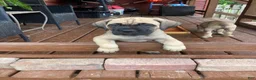 Cane Corso dogs for sale: Cane Corso 6 - Ad 24