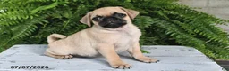 Pug dogs for sale: Emerson - Ad 4