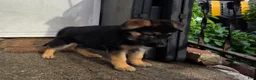 German Shepherd dogs for sale: Xena 🐾 - Ad 2