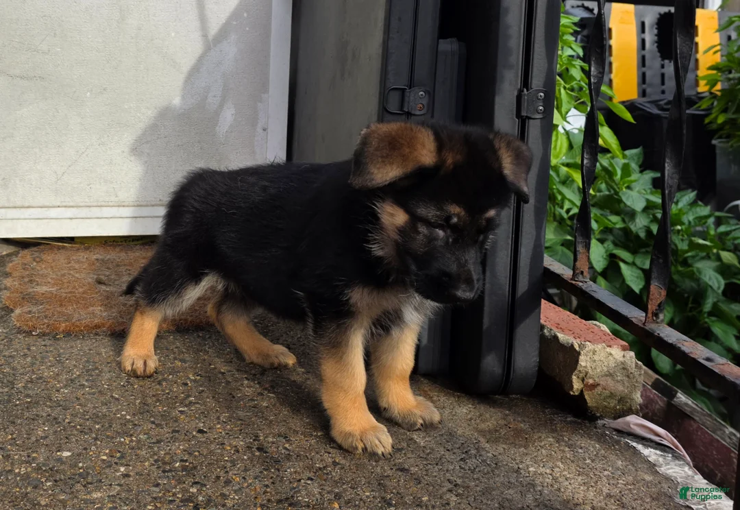 German Shepherd dogs for sale: Xena 🐾 - Ad 2
