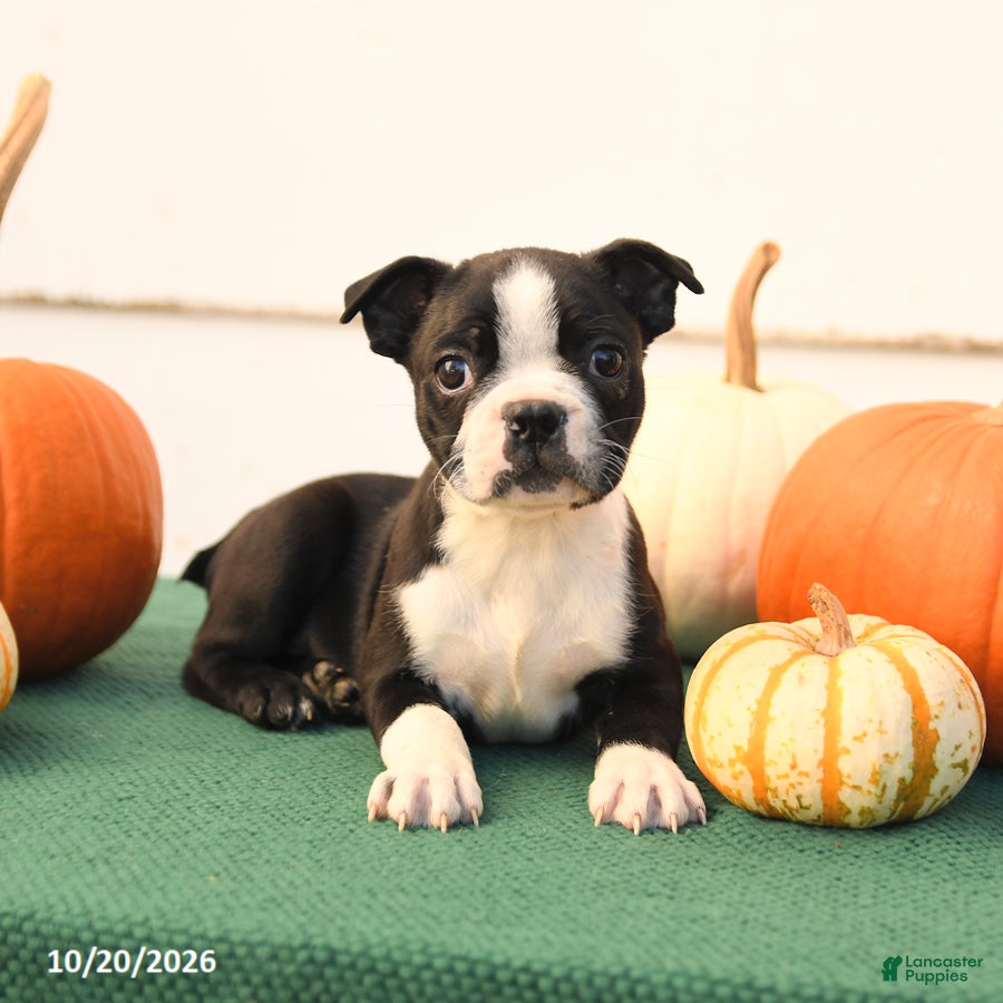Boston Terrier dogs Asher - Ad 2