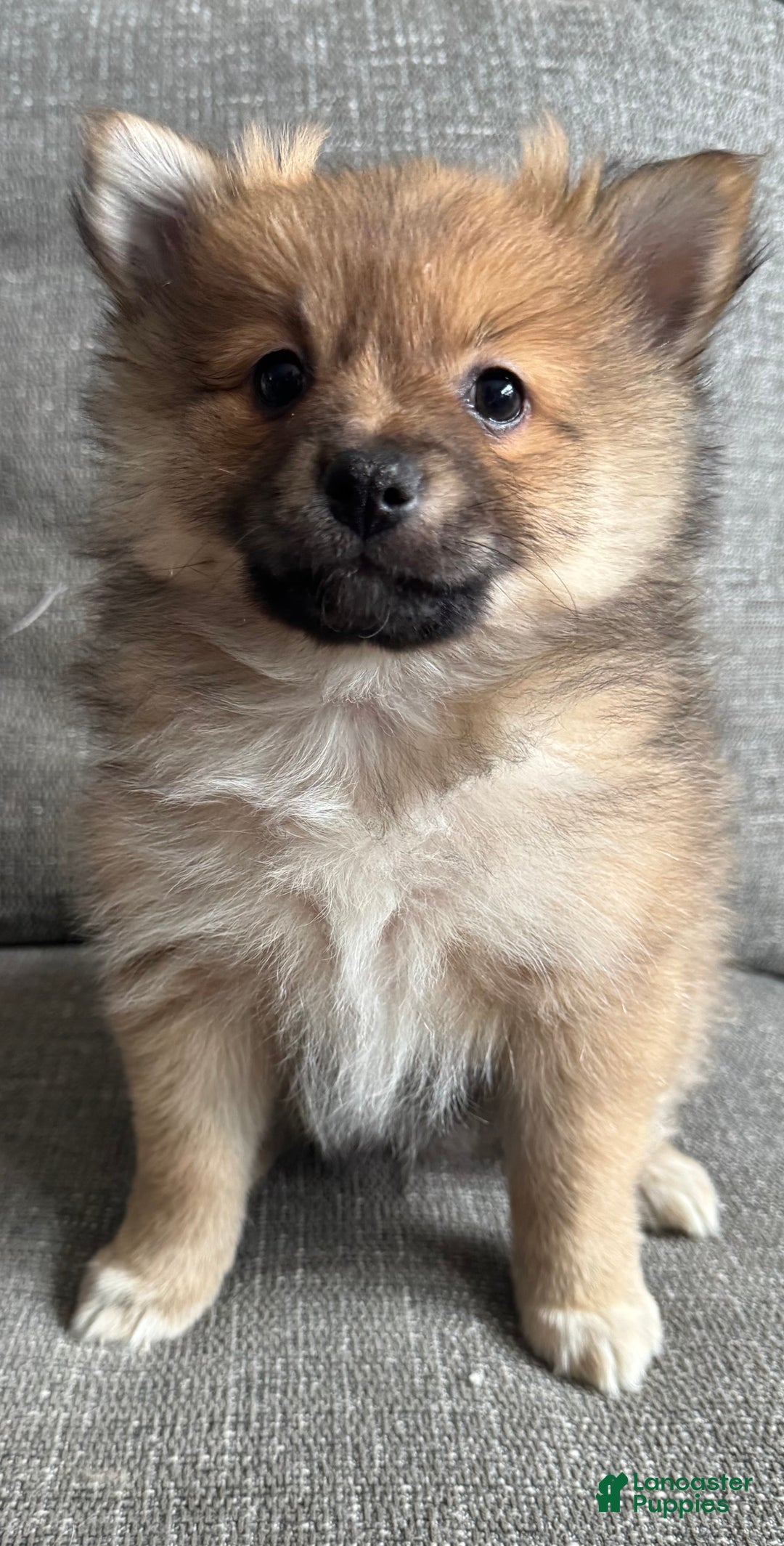 Pomeranian dogs for sale: Gus - Ad 2
