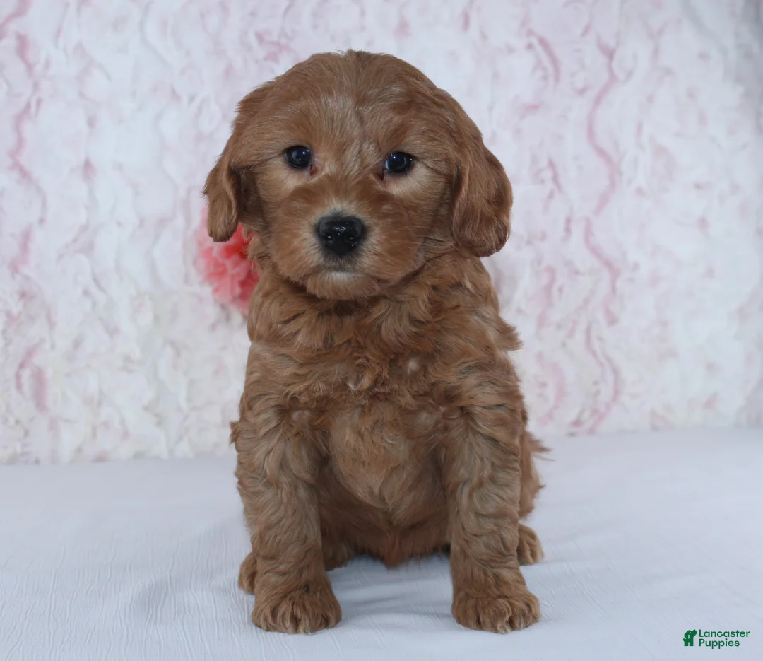 Mini Goldendoodle dogs for sale: Christa - Ad 3