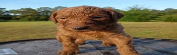 Goldendoodle dogs for sale: Ruby - Ad 1