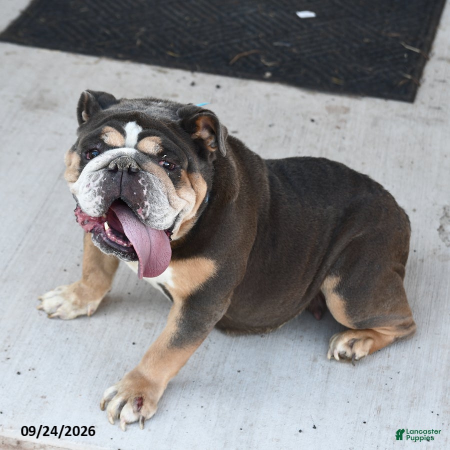 English Bulldog dogs Blueberry - Ad 2