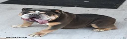 English Bulldog dogs for sale: Blueberry - Ad 2